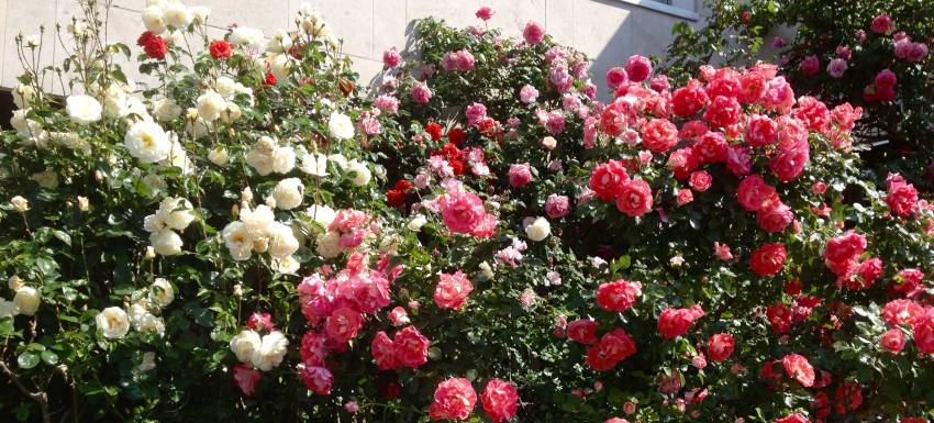 Opération Rosiers-Rucher : Premières pollinisations en attente de plein d’autres