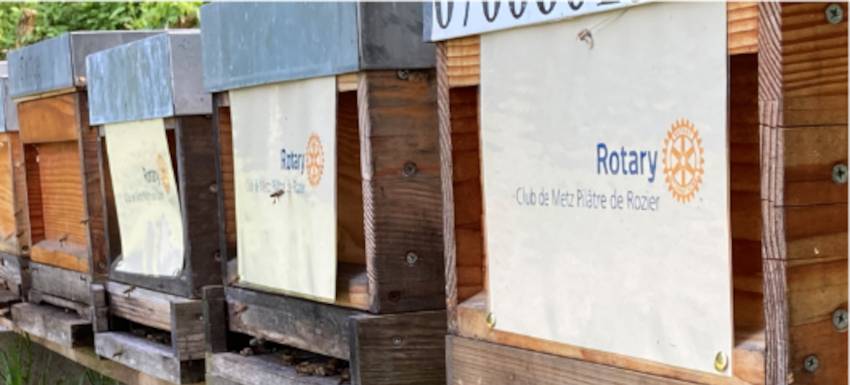 RC Metz Pilâtre de Rozier : 120 rosiers donnent trois ruches