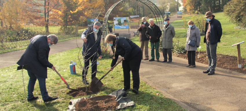 RC Nancy Emile Gallé : Planter un arbre…