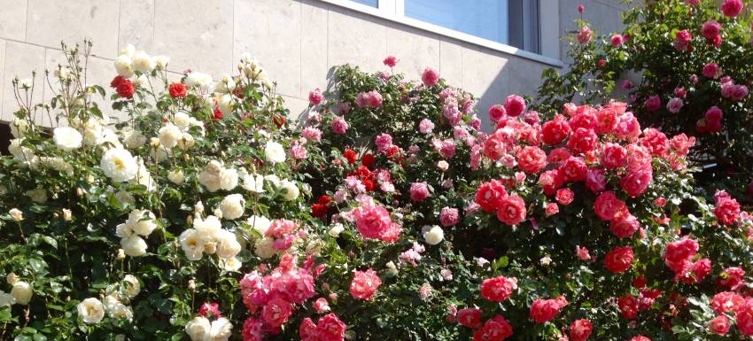 Une rose, une ruche, la vie : Songez à commander vos roses